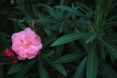 Photo of Beautiful oleander shrub with pink flower, closeup
