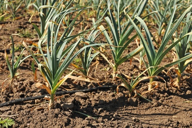 Photo of Young green garlic sprouts growing in field