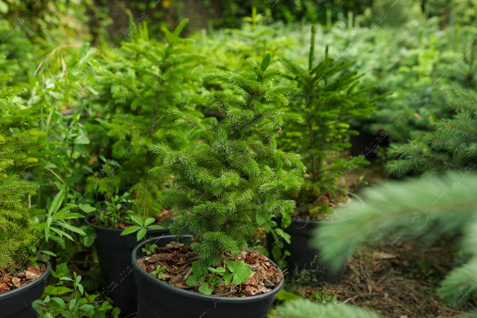 Photo of Fir trees in pots, closeup. Gardening and planting