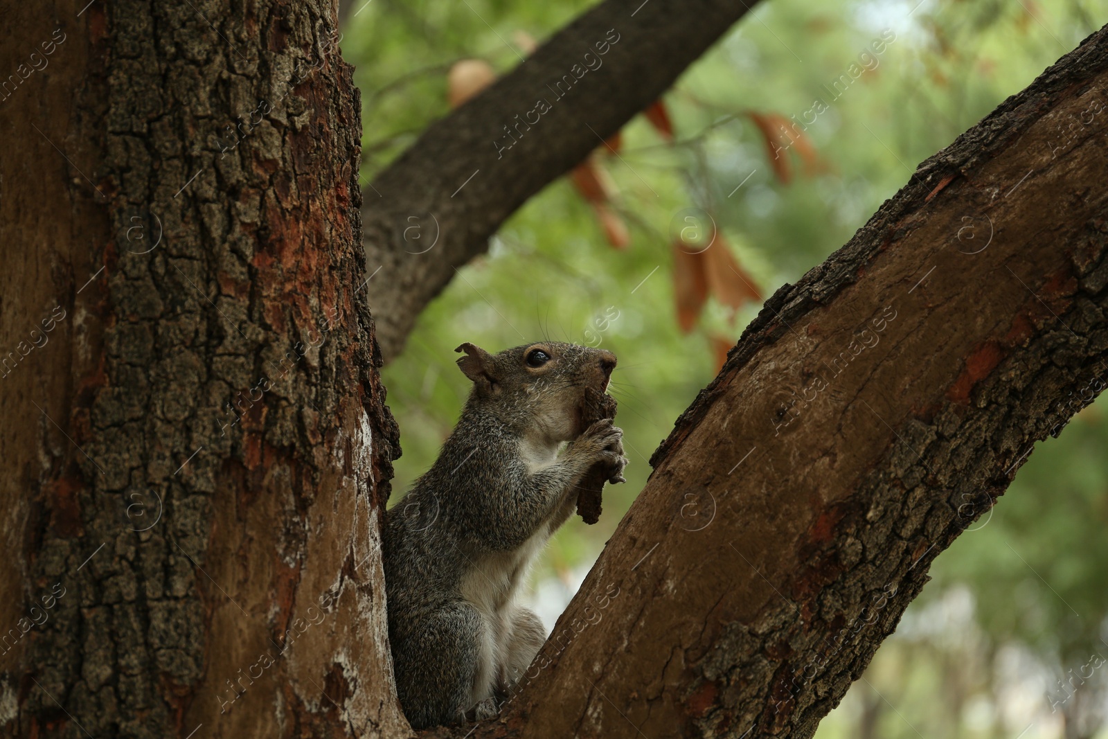 Photo of View of cute squirrel on tree branch in forest