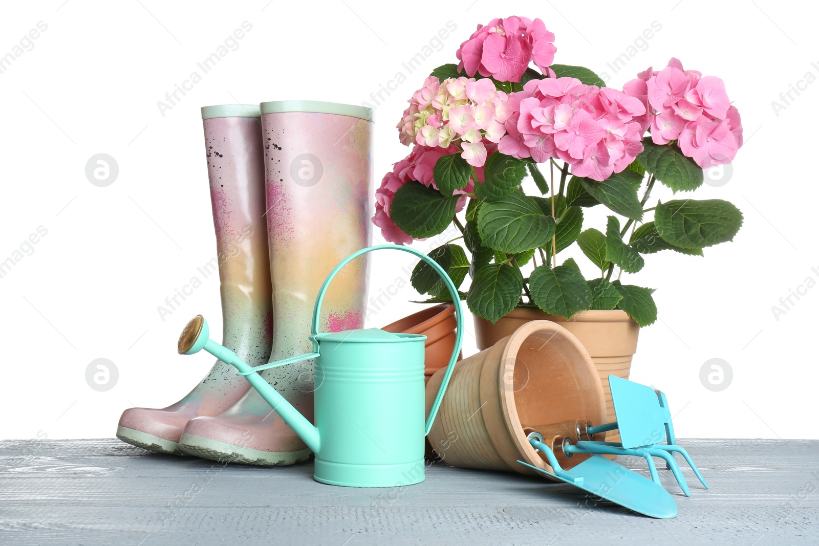 Photo of Beautiful potted plant and gardening equipment on grey wooden table against white background