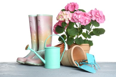 Beautiful potted plant and gardening equipment on grey wooden table against white background