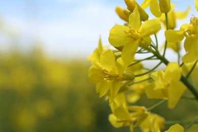 Beautiful rapeseed flowers blooming outdoors, closeup. Space for text