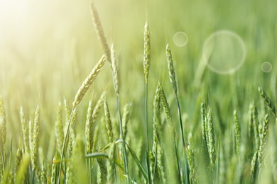 Photo of Wheat field on sunny day. Amazing nature in  summer