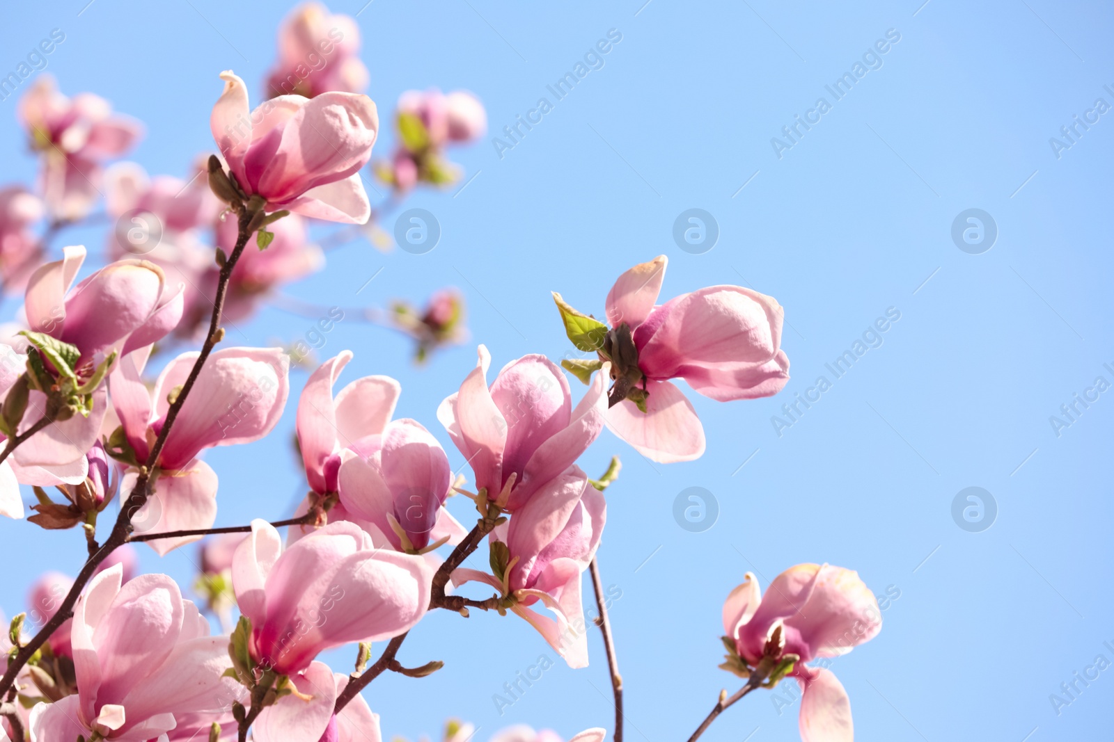 Photo of Beautiful magnolia tree with pink blossom outdoors. Spring season