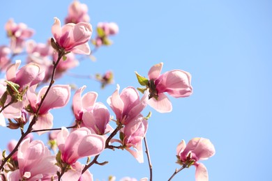 Beautiful magnolia tree with pink blossom outdoors. Spring season