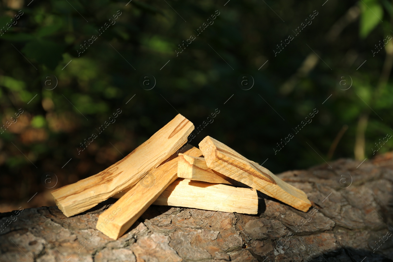 Photo of Palo santo sticks on tree bark outdoors, closeup