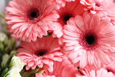 Beautiful pink gerbera flowers on blurred background, closeup. Floral decor