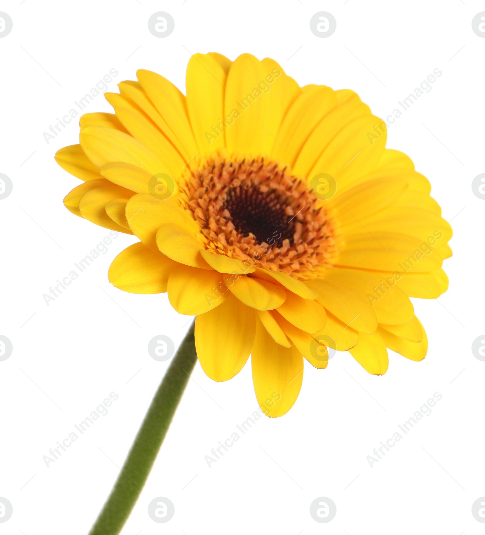 Photo of Beautiful yellow gerbera flower isolated on white