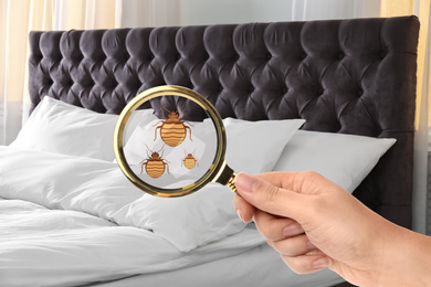 Image of Woman with magnifying glass detecting bed bugs, closeup