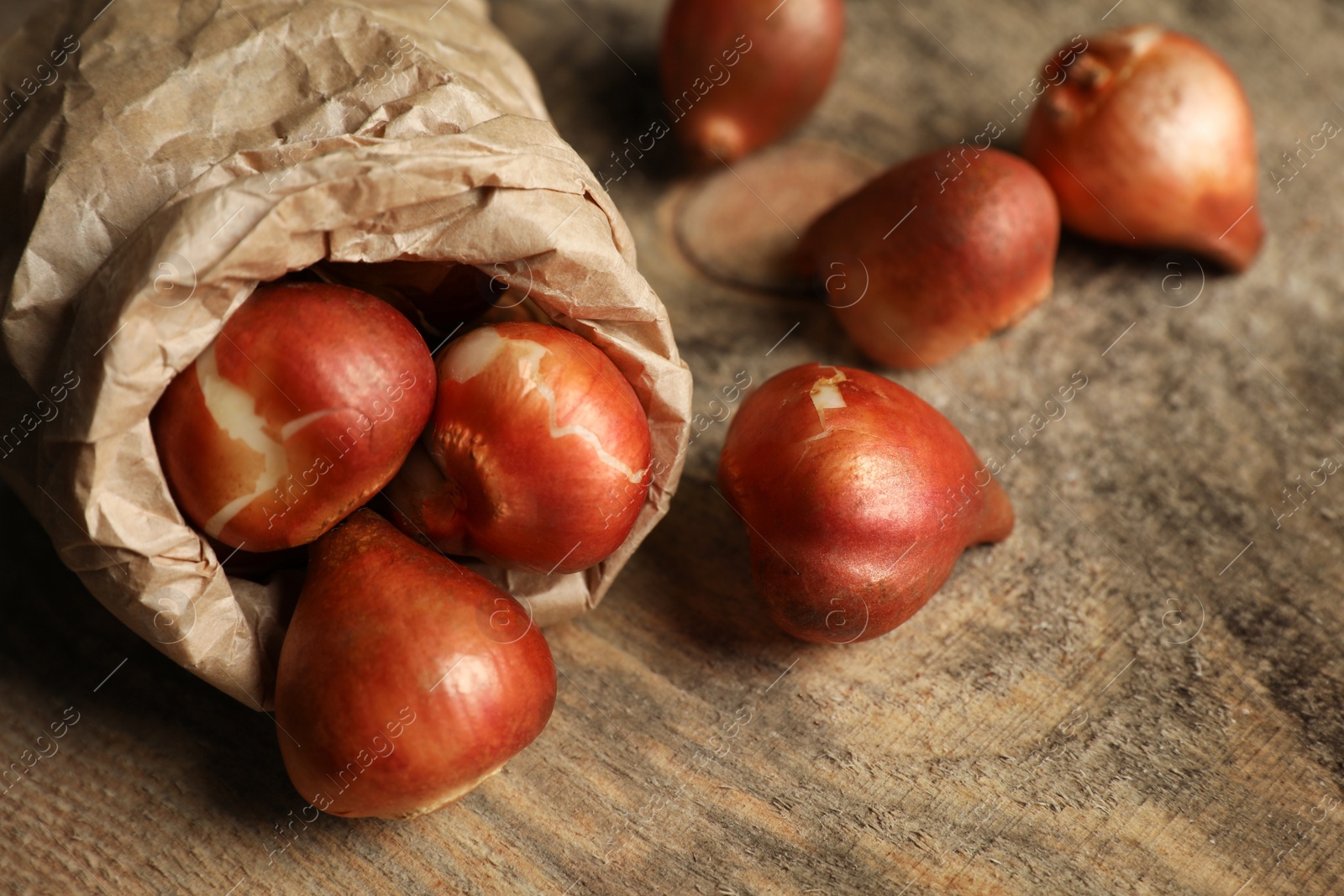 Photo of Paper bag with tulip bulbs on wooden table, closeup