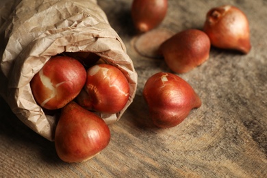 Paper bag with tulip bulbs on wooden table, closeup