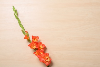Photo of Beautiful gladiolus flowers on wooden background, top view. Space for text