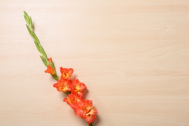 Beautiful gladiolus flowers on wooden background, top view. Space for text