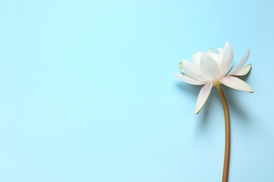 Photo of Beautiful white lotus flower on light blue background, top view. Space for text