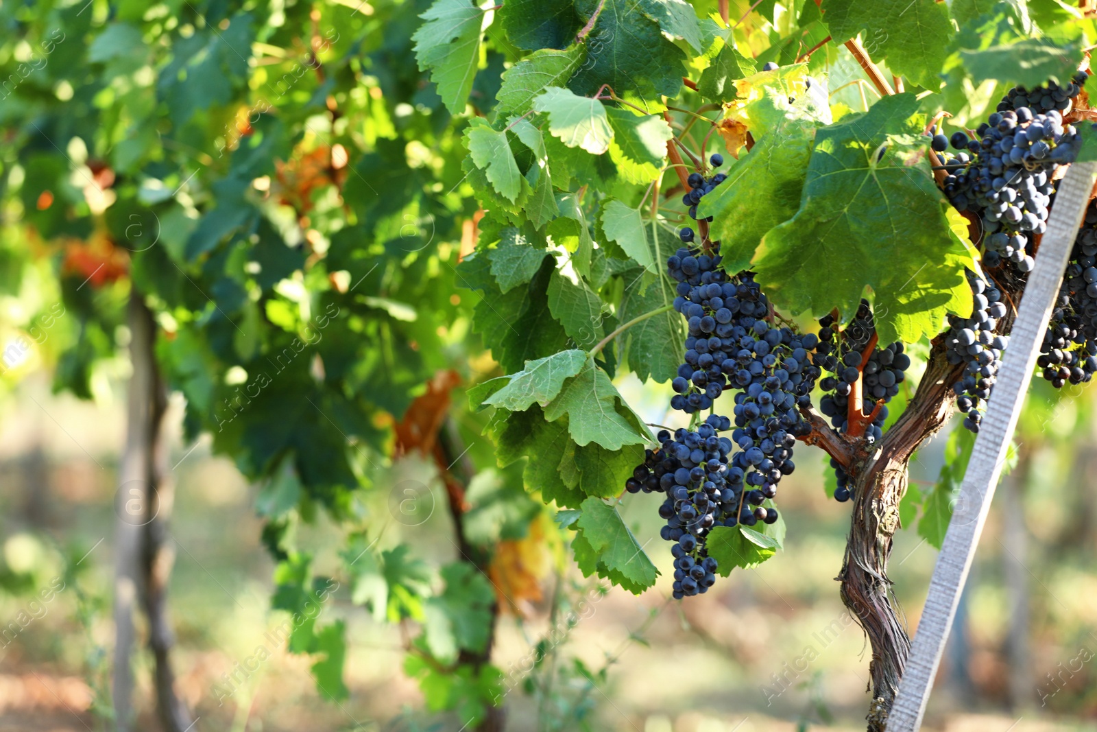 Photo of Fresh ripe juicy grapes growing in vineyard