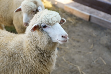 Cute funny sheep on farm, closeup. Animal husbandry