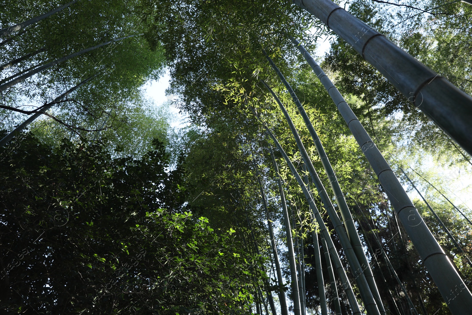 Photo of Beautiful green bamboo trees in forest on sunny day, low angle view