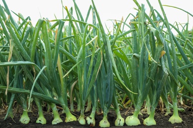 Photo of Many green onions growing in field. Harvest season