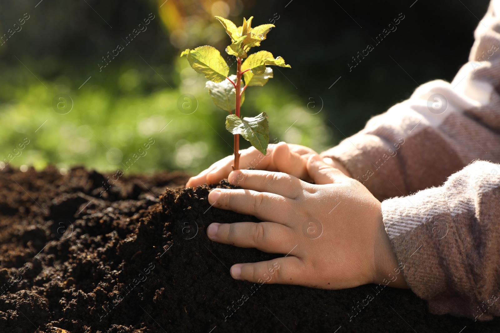 Photo of Small child planting young tree in garden, closeup