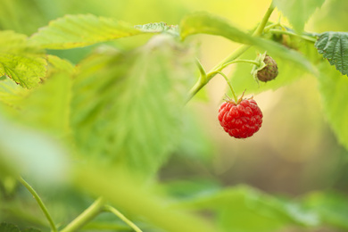 Photo of Raspberry bush with tasty ripe berry in garden, closeup