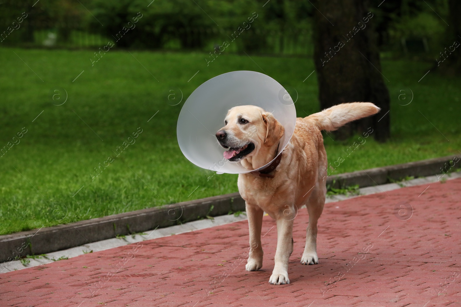 Photo of Adorable Labrador Retriever dog with Elizabethan collar walking outdoors