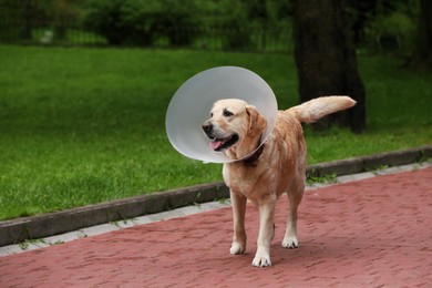 Photo of Adorable Labrador Retriever dog with Elizabethan collar walking outdoors