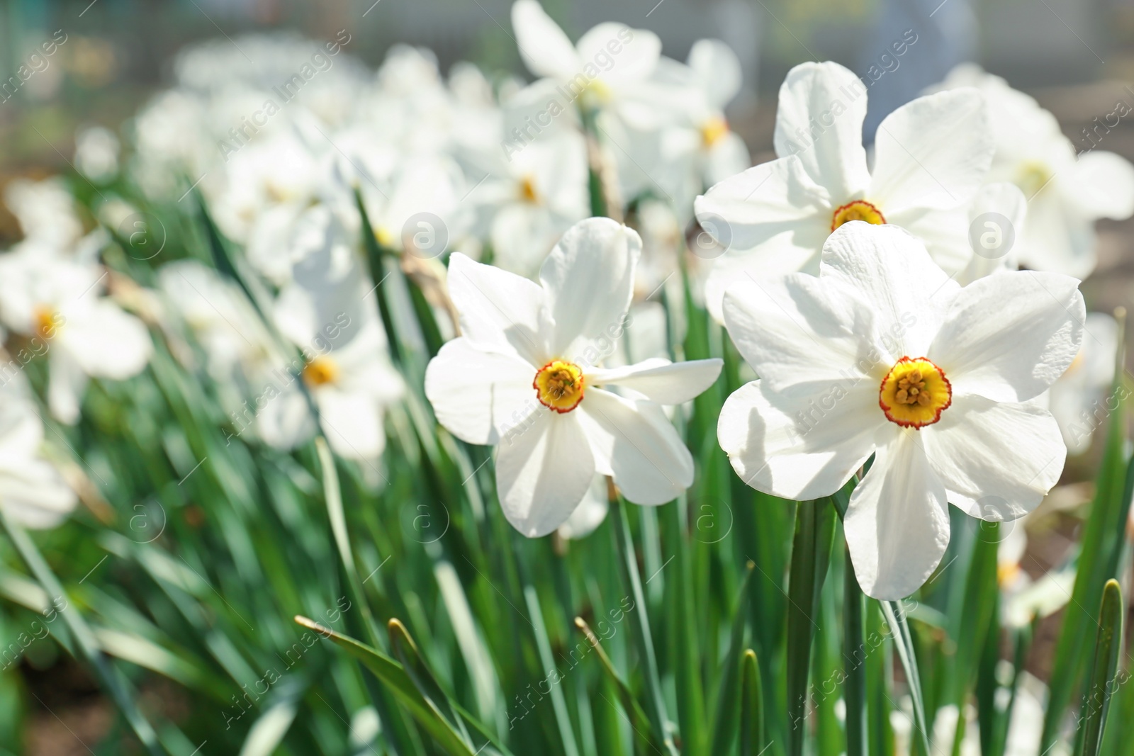 Photo of Beautiful blossoming daffodils on sunny spring day outdoors