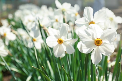 Beautiful blossoming daffodils on sunny spring day outdoors