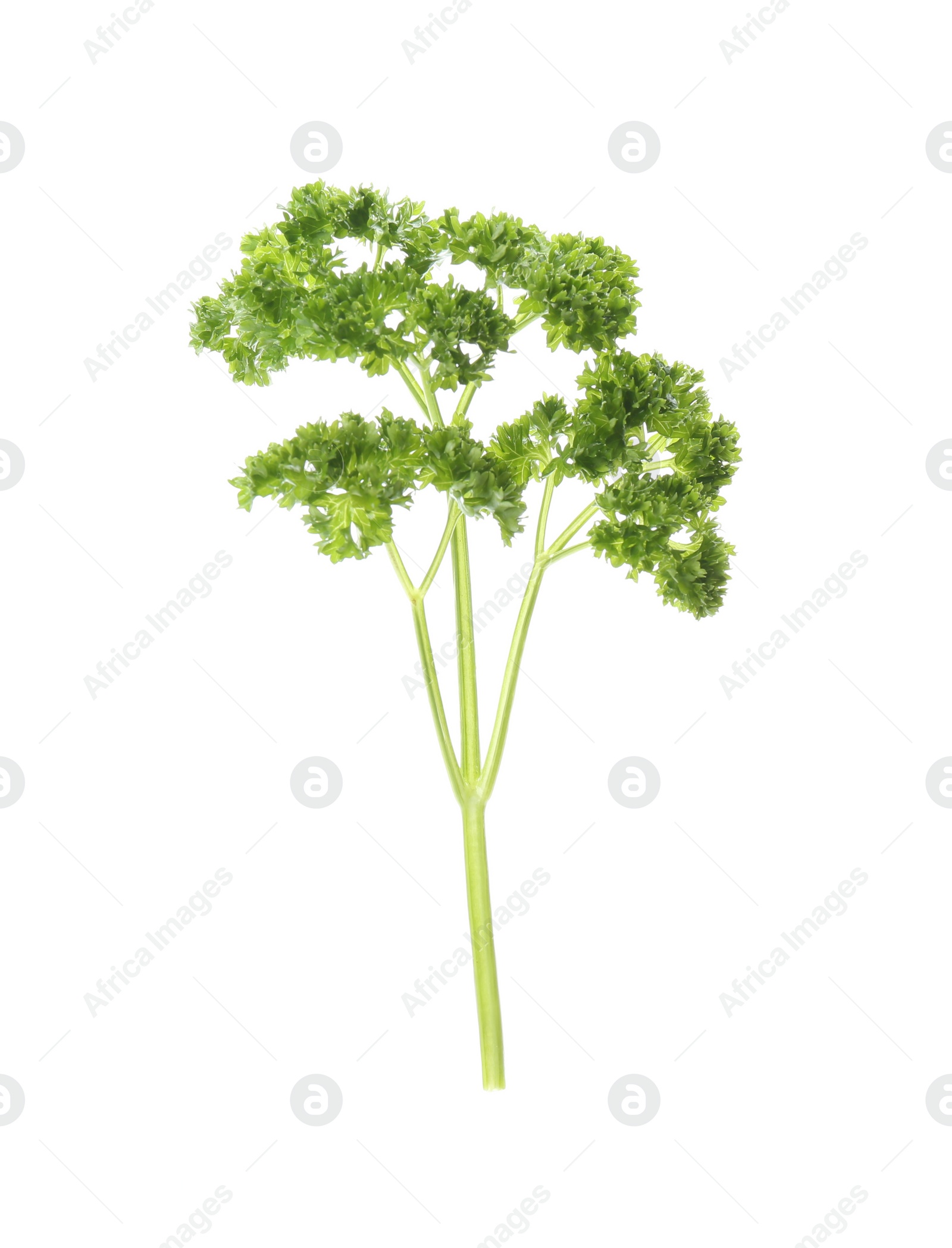 Photo of Fresh green curly parsley on white background