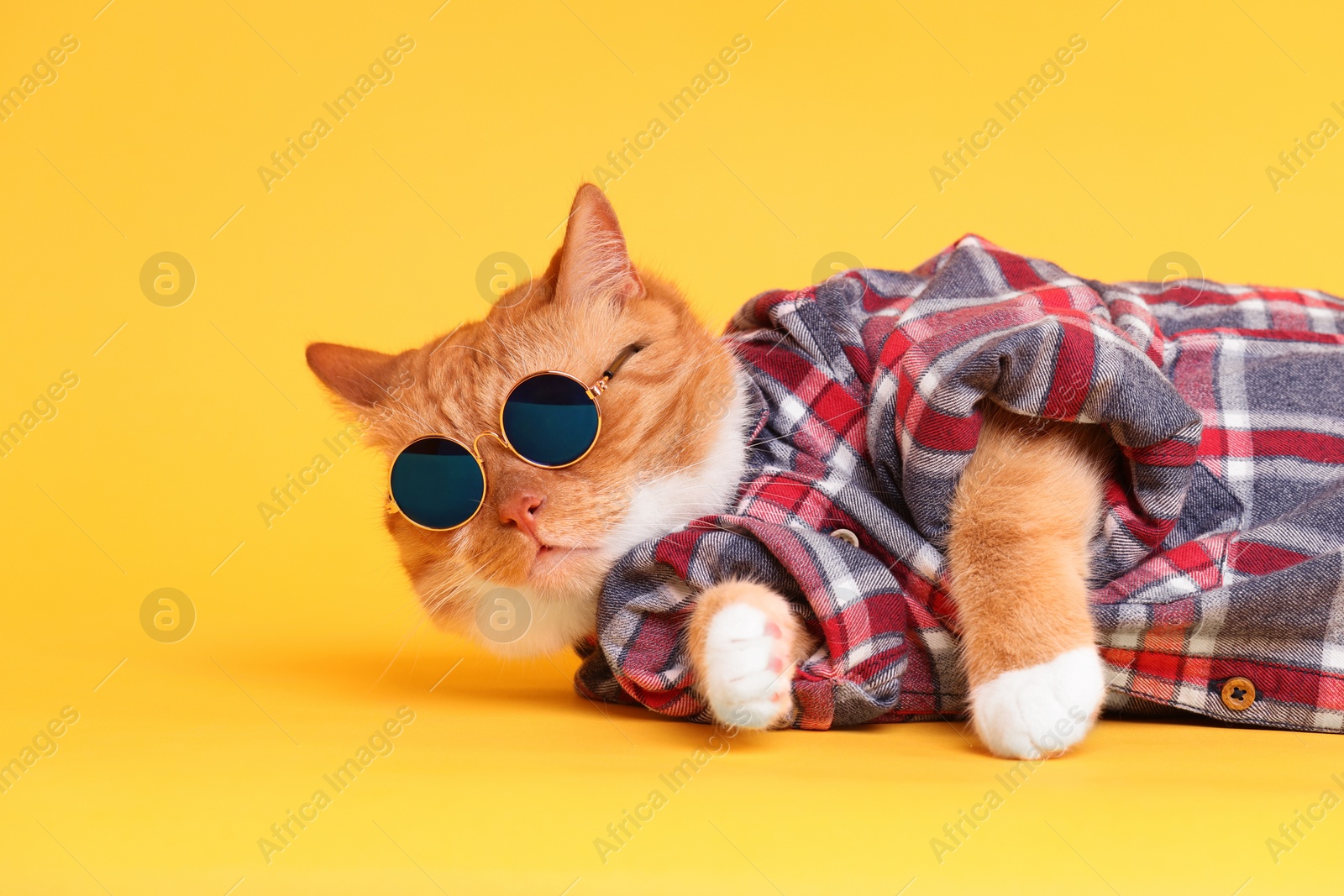 Photo of Cute ginger cat in stylish sunglasses and checkered shirt on yellow background