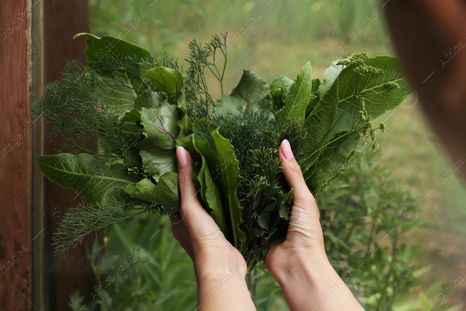 Photo of Woman holding fresh green herbs indoors, closeup