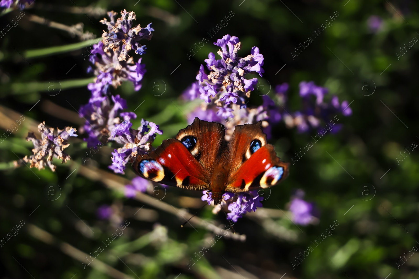 Photo of Beautiful butterfly in lavender field on summer day, closeup