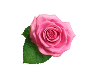 Photo of Beautiful blooming pink rose on white background, top view