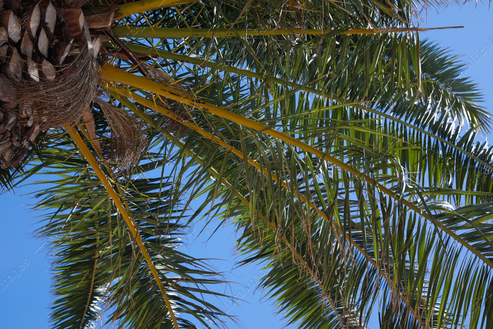 Photo of Beautiful palm tree with green leaves against clear blue sky, bottom view