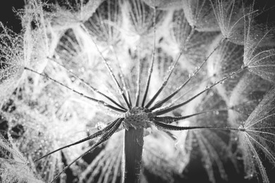 Image of Dandelion seed head with dew drops, closeup. Black and white tone