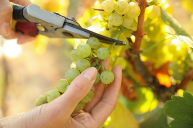 Photo of Woman with shears picking fresh ripe grapes in vineyard, closeup