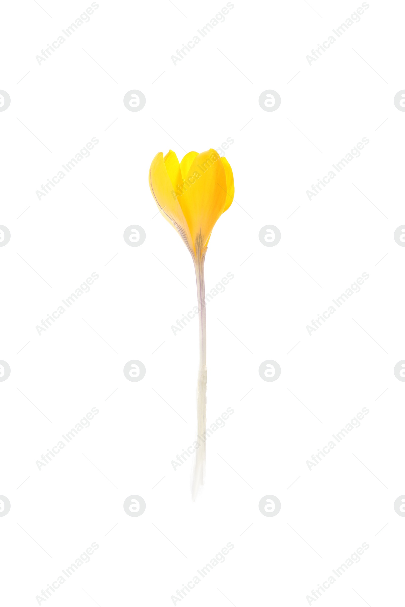 Photo of Beautiful yellow crocus flower isolated on white