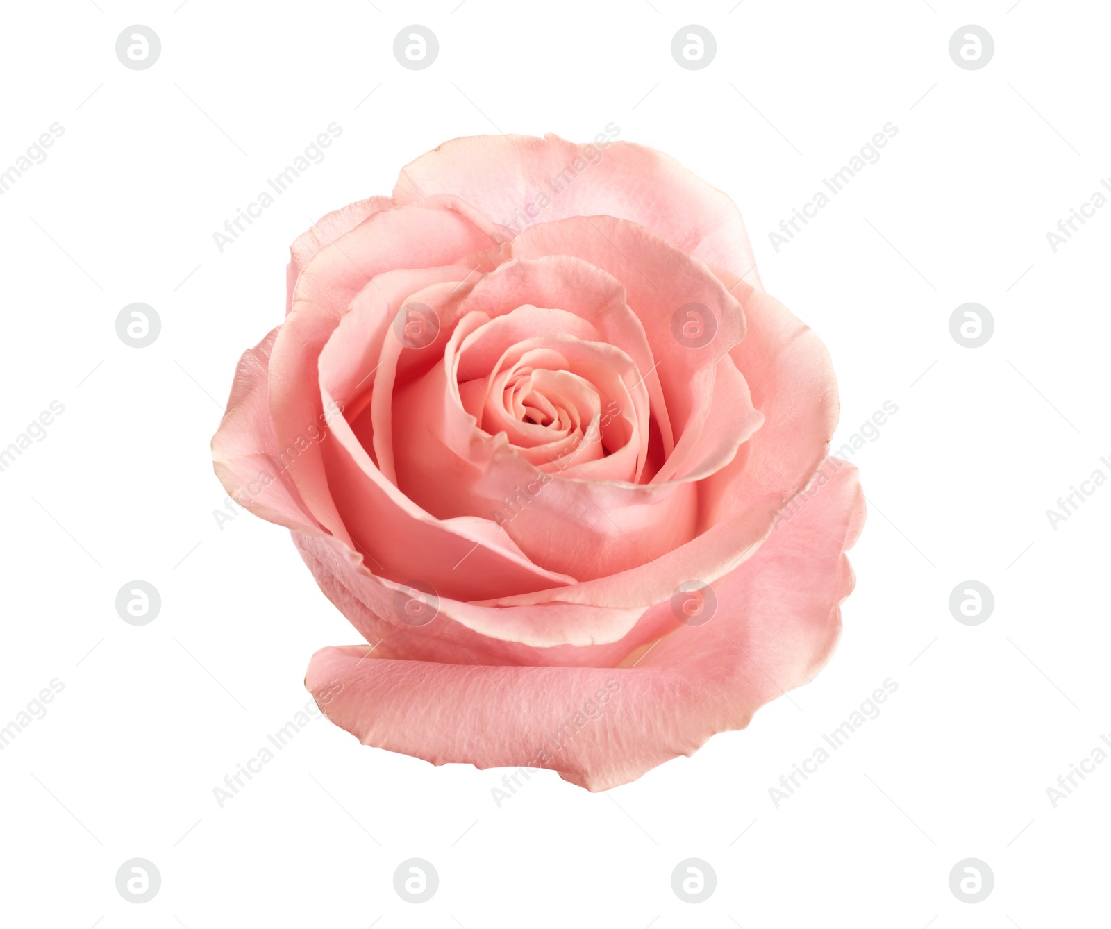 Photo of Beautiful pink rose on white background. Perfect gift