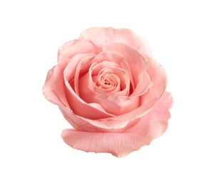 Photo of Beautiful pink rose on white background. Perfect gift