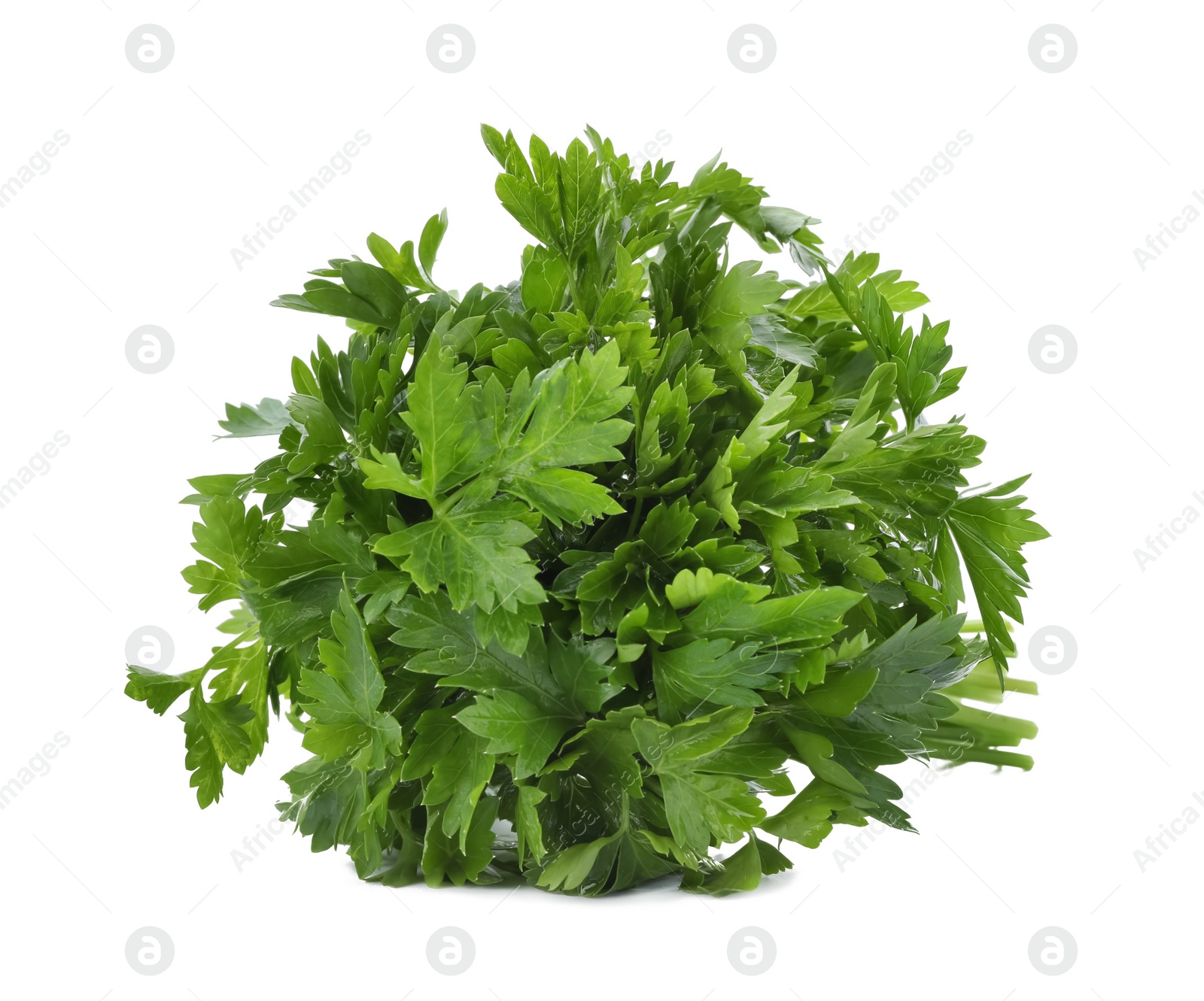 Photo of Bunch of fresh green parsley on white background