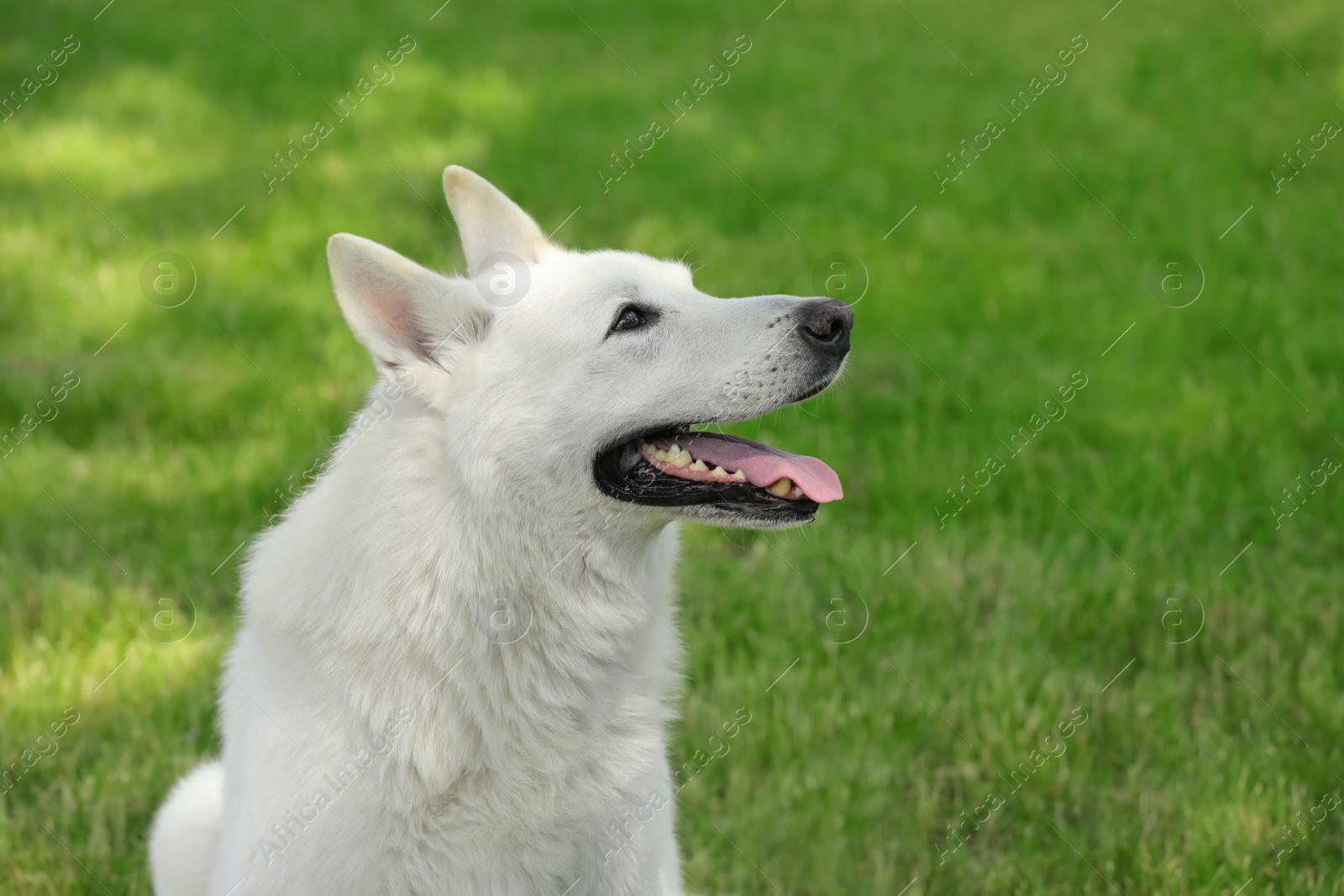 Photo of Cute white Swiss Shepherd dog in park