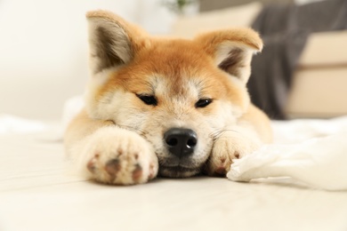 Photo of Cute akita inu puppy lying on floor indoors
