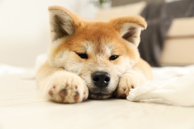 Cute akita inu puppy lying on floor indoors