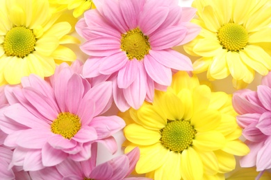 Beautiful chamomile flowers as background, top view