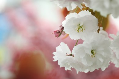 Beautiful white flowers of blossoming sakura tree, closeup. Space for text