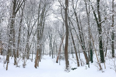 Photo of Trees covered with snow in winter park