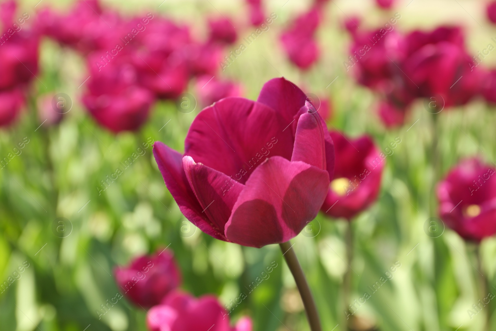 Photo of Beautiful blooming tulips outdoors on sunny day