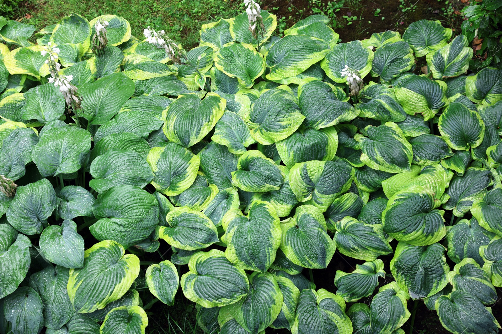 Photo of Beautiful green hostas growing outdoors, above view