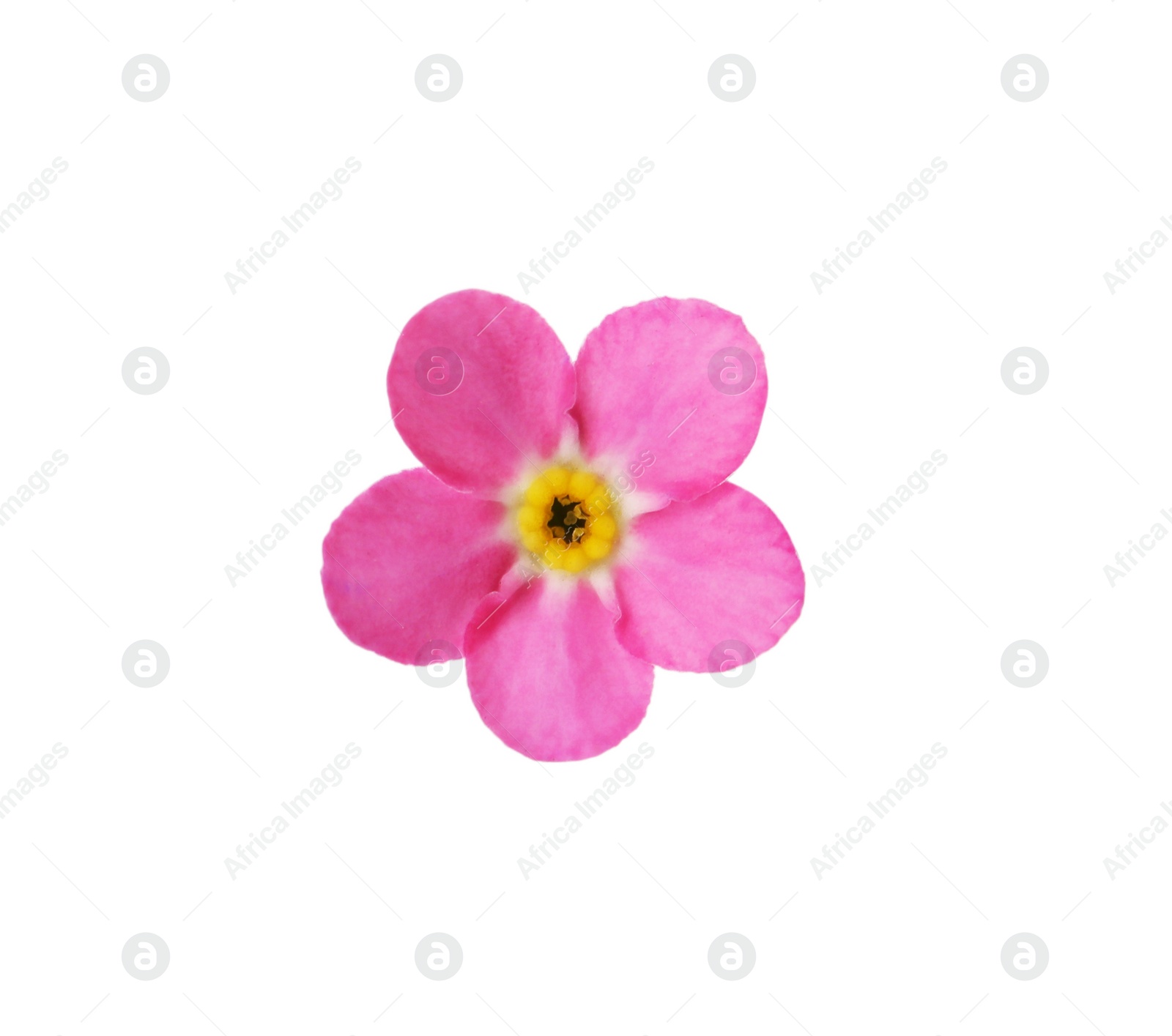 Photo of Delicate pink Forget-me-not flower on white background